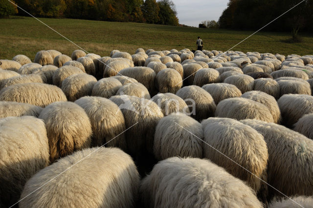 Mergellandschaap (Ovis domesticus)