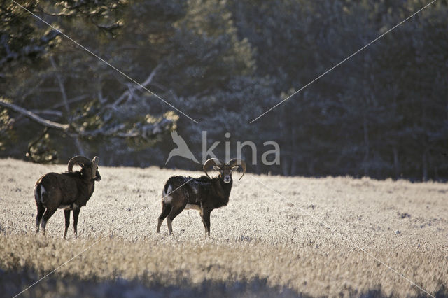 Mouflon (Ovis musimon)