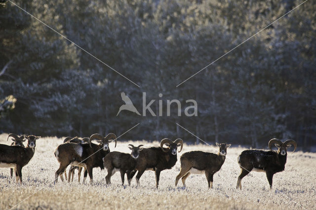 Mouflon (Ovis musimon)