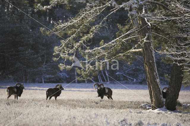 Mouflon (Ovis musimon)