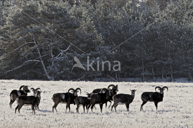 Mouflon (Ovis musimon)