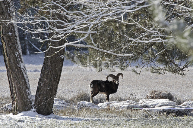 Mouflon (Ovis musimon)