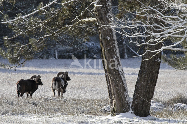 Mouflon (Ovis musimon)