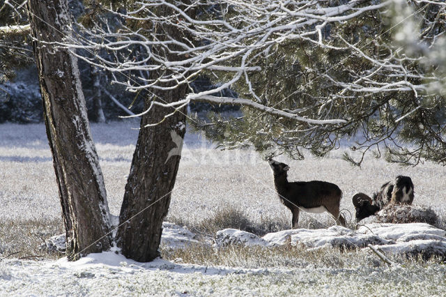 Mouflon (Ovis musimon)