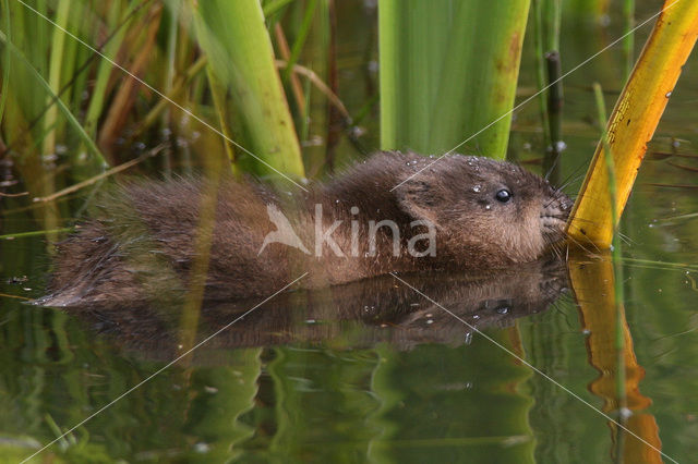 Muskusrat