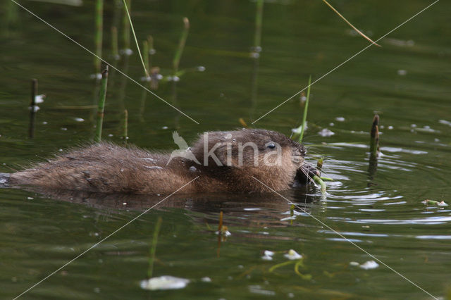 Muskrat (Ondatra zibethicus)