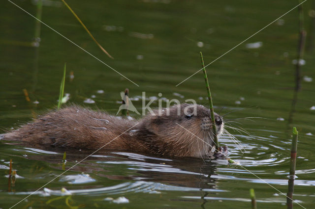 Muskrat (Ondatra zibethicus)