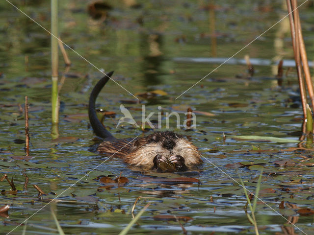 Muskusrat