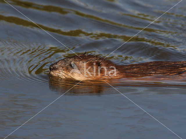 Muskrat (Ondatra zibethicus)