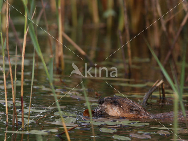 Muskusrat