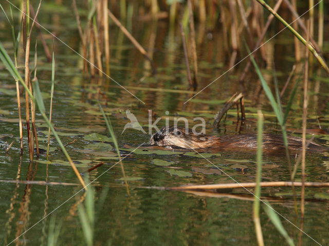 Muskrat (Ondatra zibethicus)