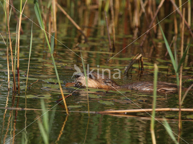 Muskusrat