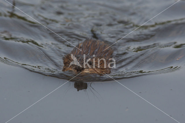 Muskrat (Ondatra zibethicus)