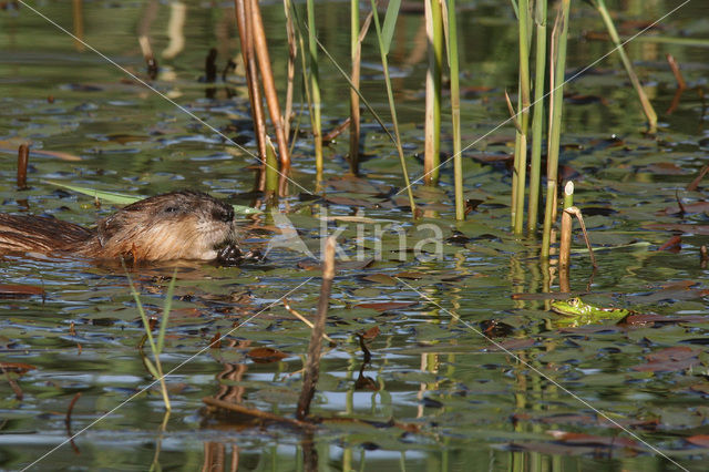 Muskusrat