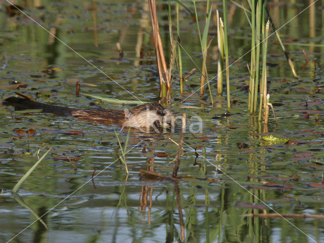 Muskrat (Ondatra zibethicus)