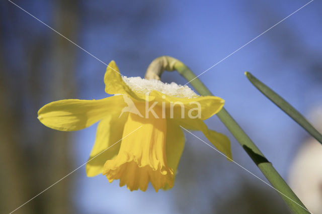 daffodil (Narcissus spec.)