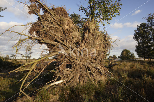 National Park Drents-Friese Wold