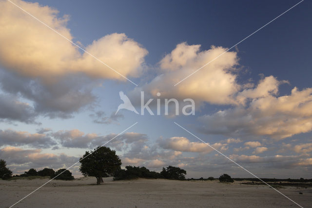 National Park Drents-Friese Wold