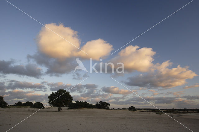 National Park Drents-Friese Wold