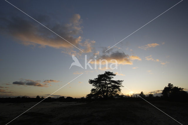 National Park Drents-Friese Wold