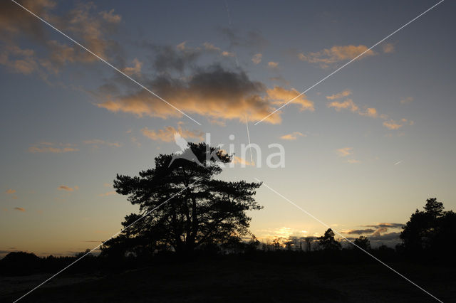 National Park Drents-Friese Wold