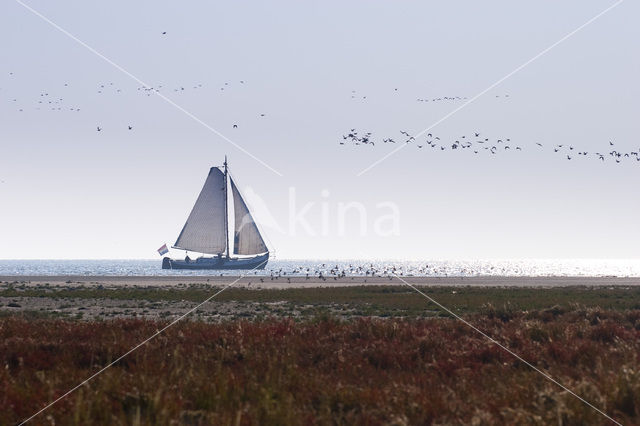 National Park Schiermonnikoog