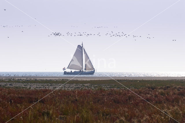 National Park Schiermonnikoog