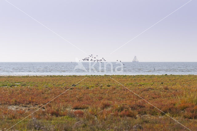 National Park Schiermonnikoog