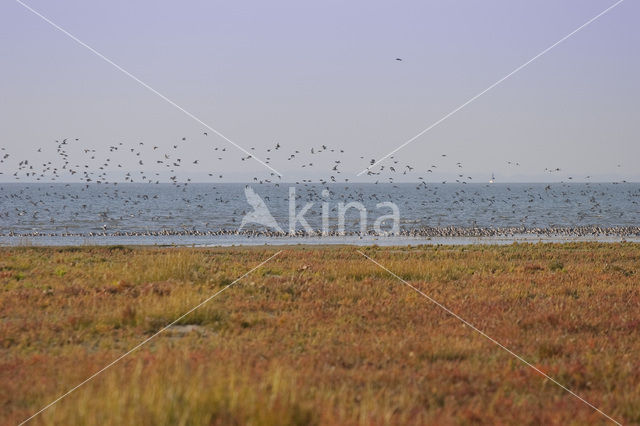 National Park Schiermonnikoog