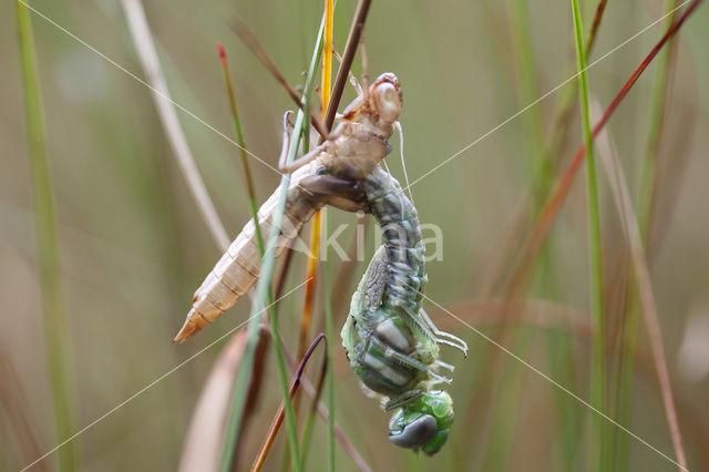 Noordse glazenmaker (Aeshna subarctica)