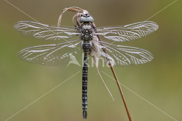 Noordse glazenmaker (Aeshna subarctica)