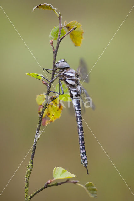 Noordse glazenmaker (Aeshna subarctica)