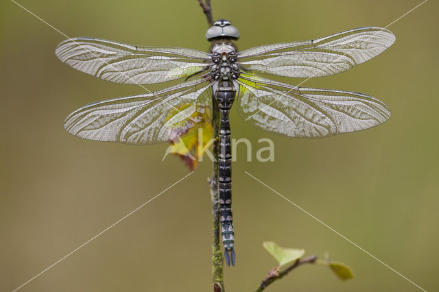 Noordse glazenmaker (Aeshna subarctica)