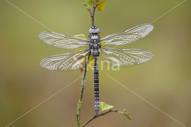 Noordse glazenmaker (Aeshna subarctica)