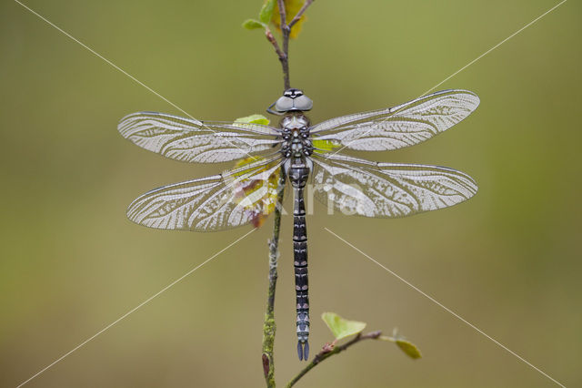 Noordse glazenmaker (Aeshna subarctica)