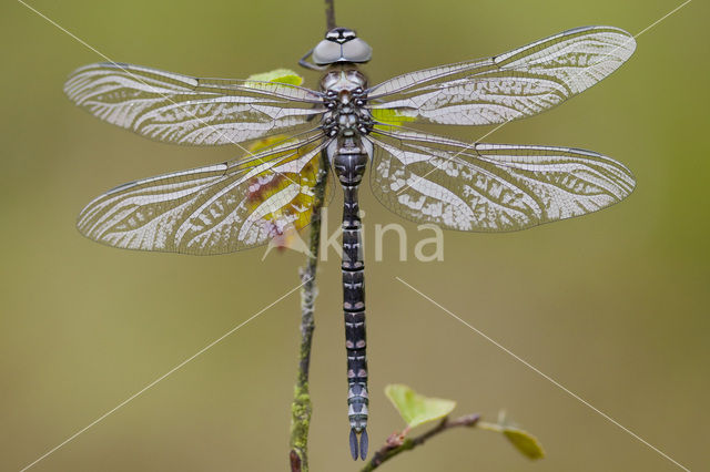 Noordse glazenmaker (Aeshna subarctica)