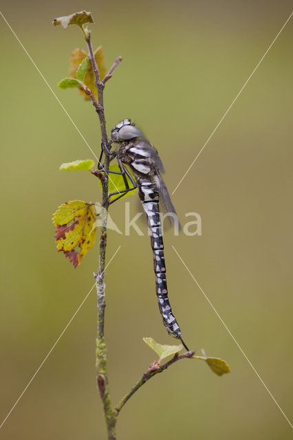 Noordse glazenmaker (Aeshna subarctica)