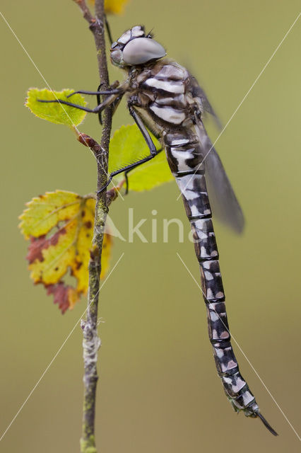 Noordse glazenmaker (Aeshna subarctica)