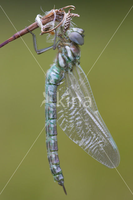 Noordse glazenmaker (Aeshna subarctica)