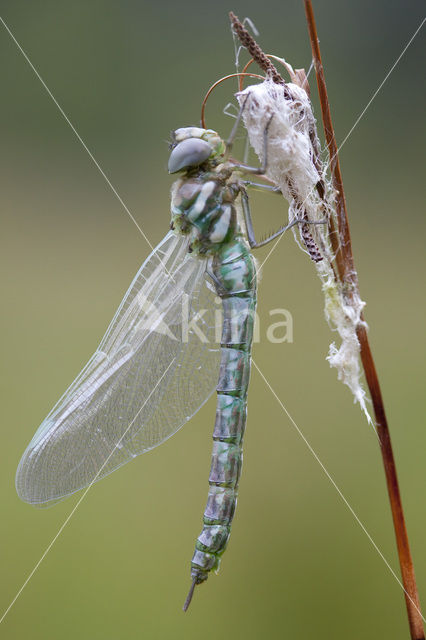 Noordse glazenmaker (Aeshna subarctica)