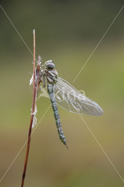 Noordse glazenmaker (Aeshna subarctica)