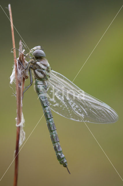 Noordse glazenmaker (Aeshna subarctica)