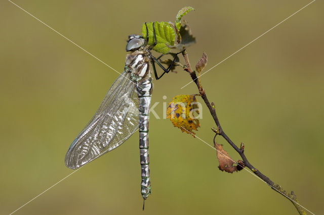 Noordse glazenmaker (Aeshna subarctica)