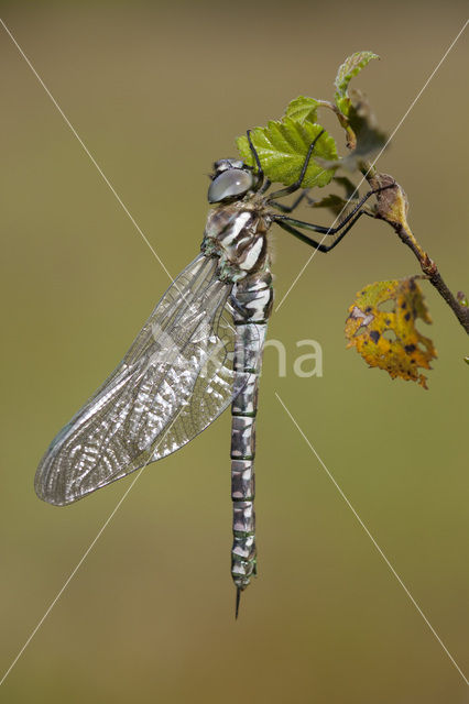 Noordse glazenmaker (Aeshna subarctica)