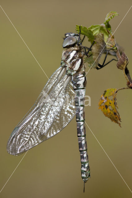 Noordse glazenmaker (Aeshna subarctica)