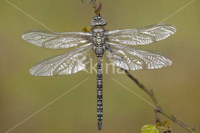 Noordse glazenmaker (Aeshna subarctica)