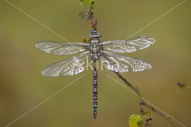 Noordse glazenmaker (Aeshna subarctica)