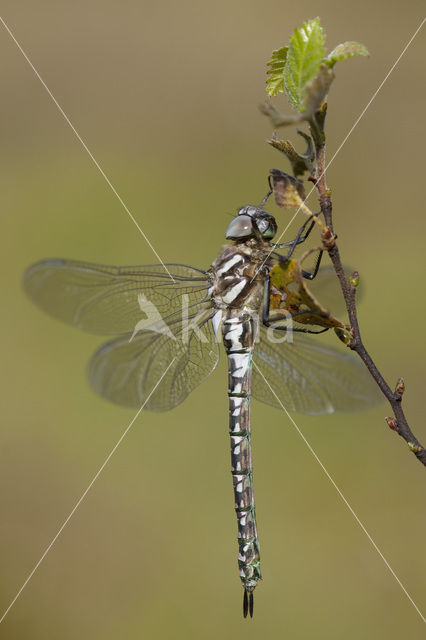 Noordse glazenmaker (Aeshna subarctica)