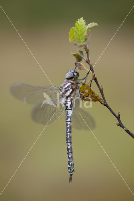 Noordse glazenmaker (Aeshna subarctica)