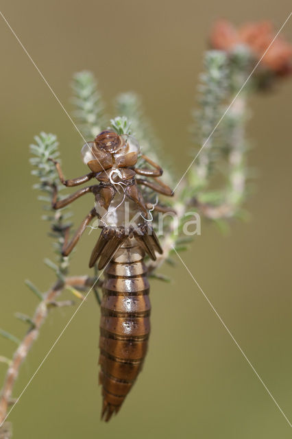 Noordse glazenmaker (Aeshna subarctica)